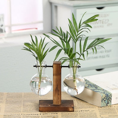 Hydroponic Transparent Plant Vases - Bargin Bazaar