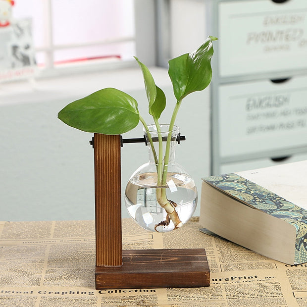 Hydroponic Transparent Plant Vases - Bargin Bazaar